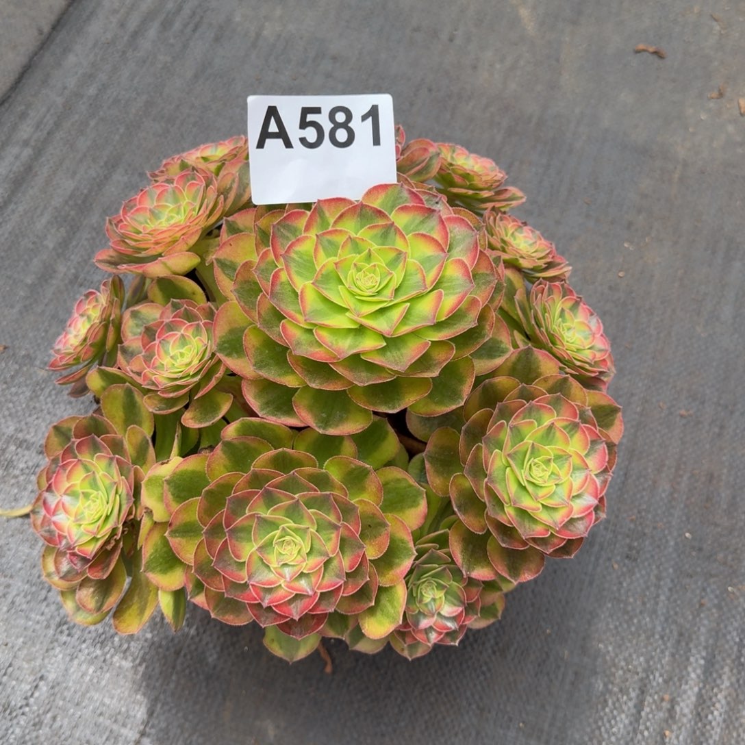 581多肉植物雨荷法师发货