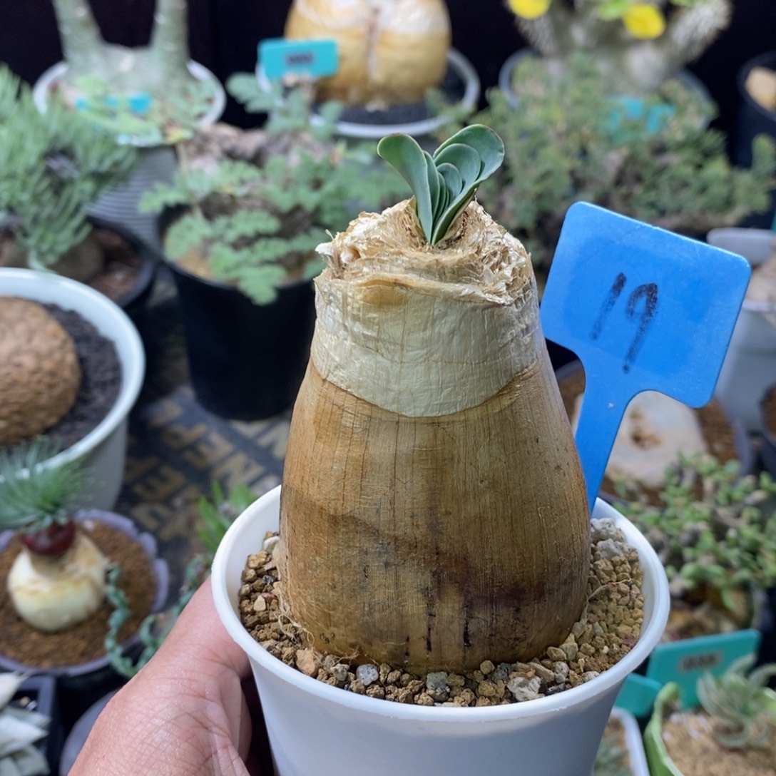 巨凤之卵多肉植物