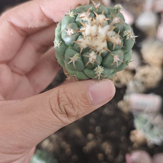 一物一拍，金刺短豪刺像芽丸！