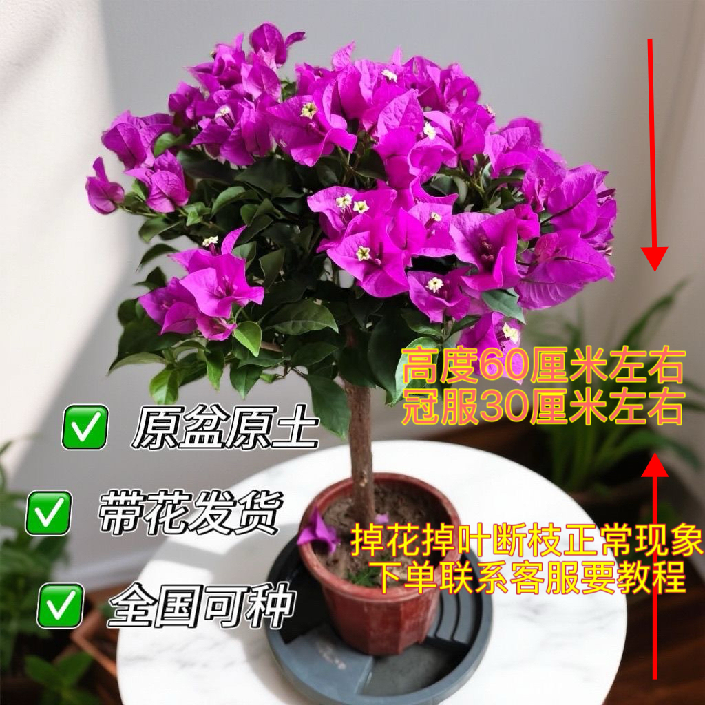 60cm原盆原土云南紫三角梅带花发货四季开花好养易活庭院种植