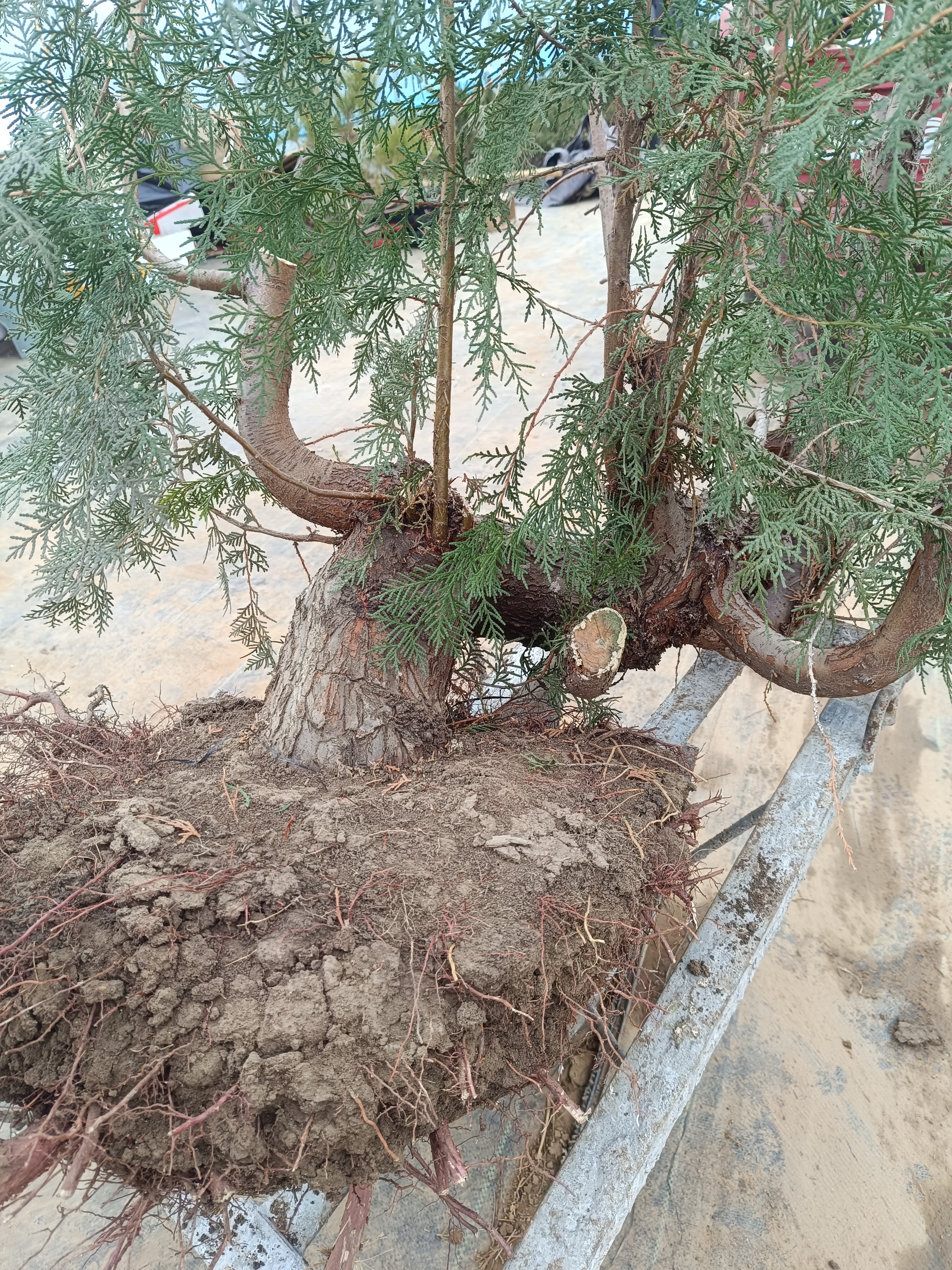 耐寒好养侧柏扁柏盆栽老桩造型解读四季常青直播专用