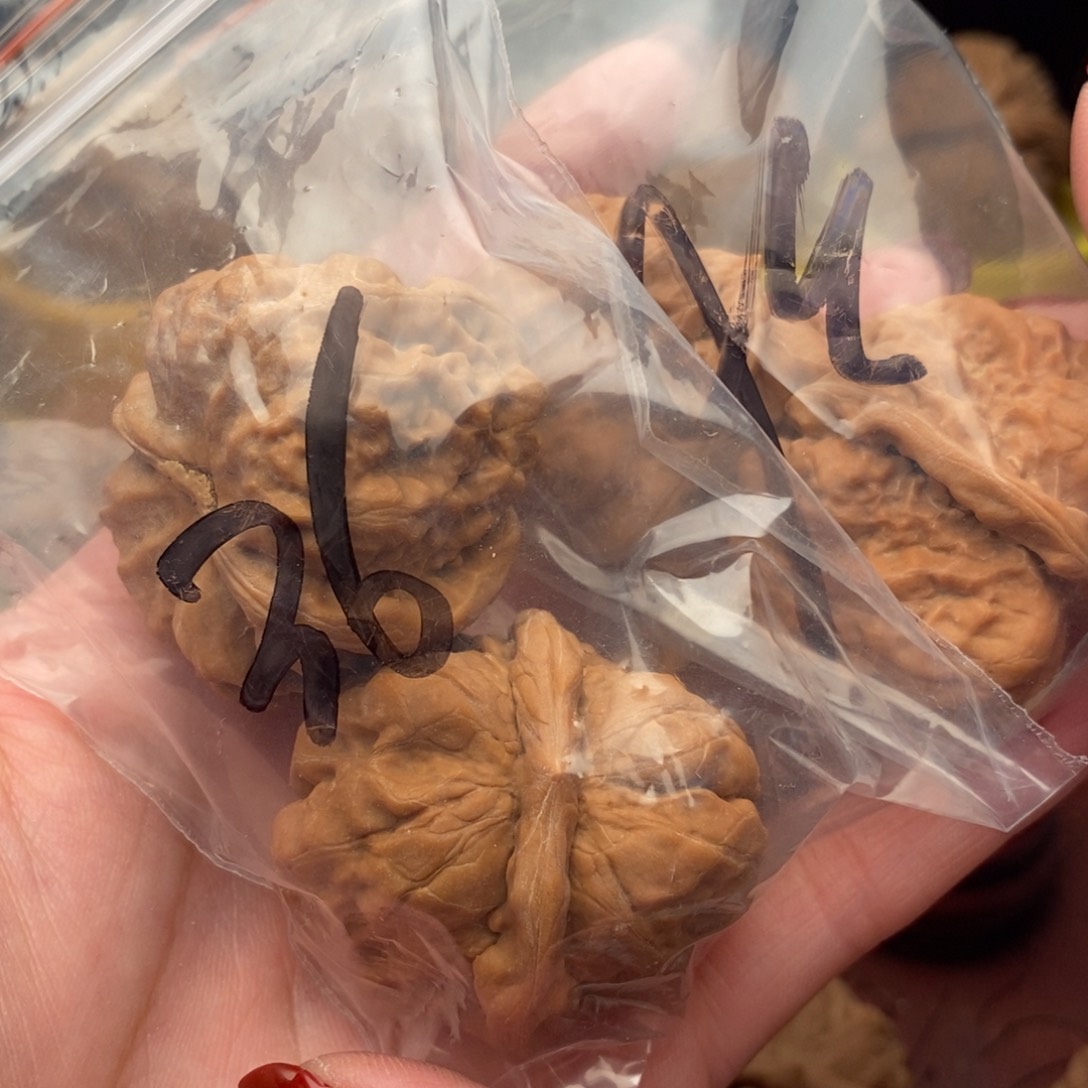 文玩核桃把件蛤码头36