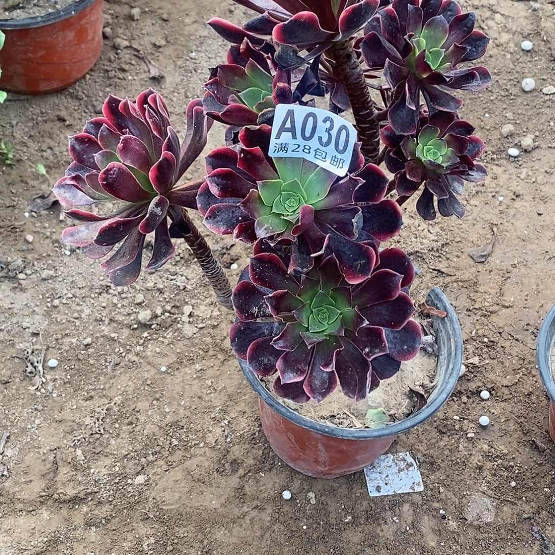 冷***知30 多肉植物不包断枝