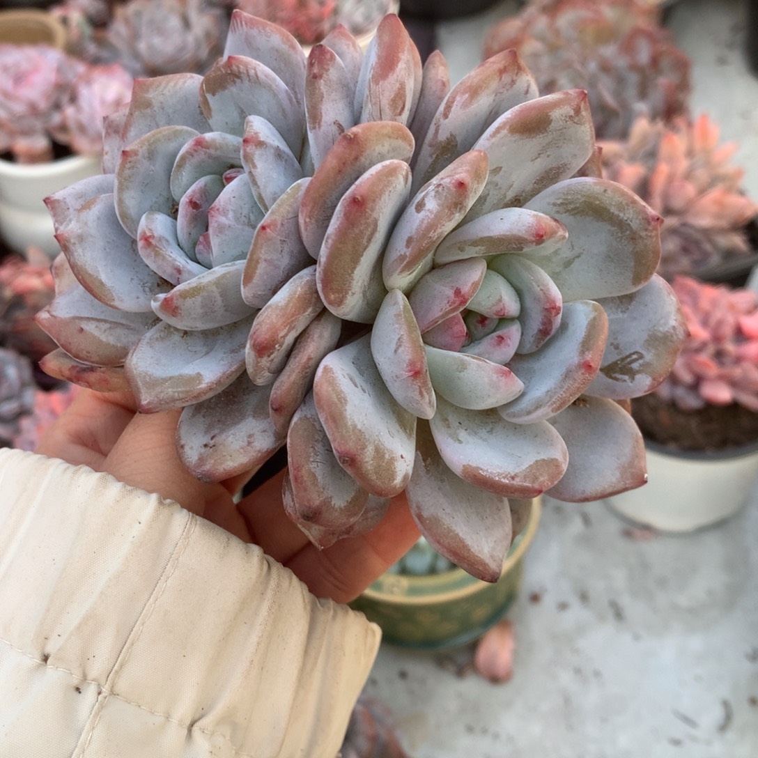 哈哈哈哈哈哈哈哈哈石榴籽