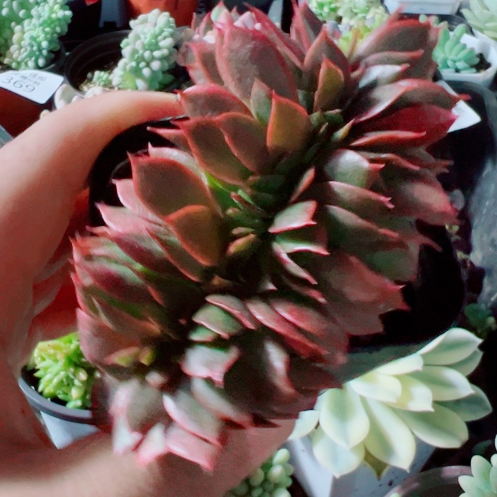 火烈鸟缀多肉植物374