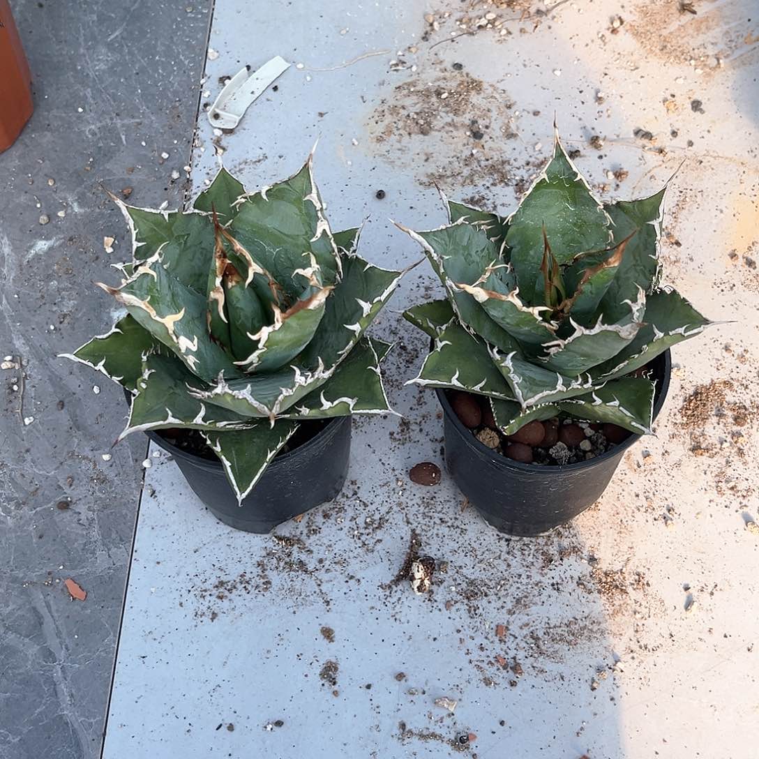 老白鲸2颗福利组合出