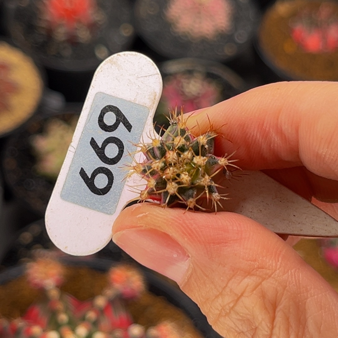 宇***瓜专拍的 米哈仙人球