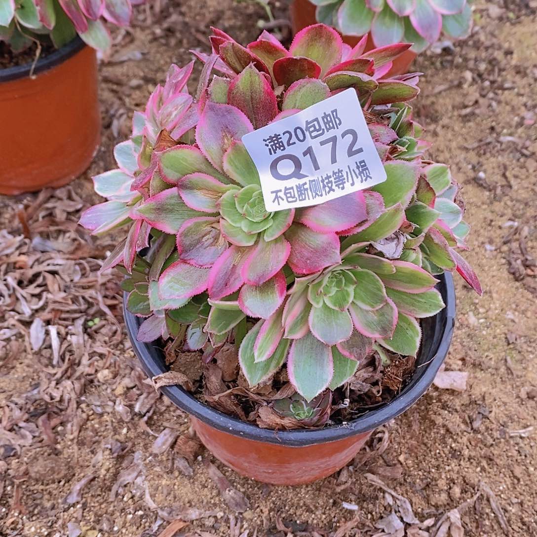 172莲花座有砍叶片晒伤