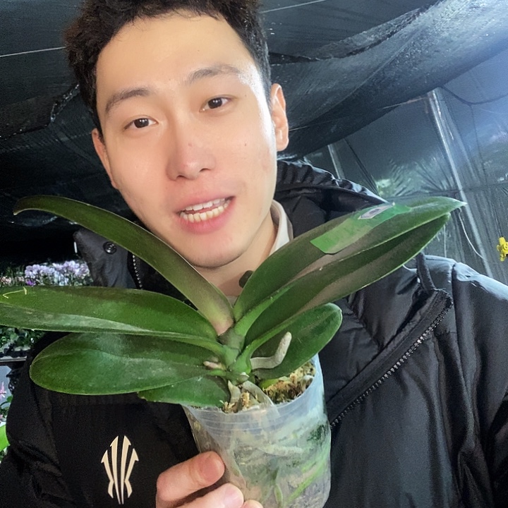 无花朵彩虹独角兽