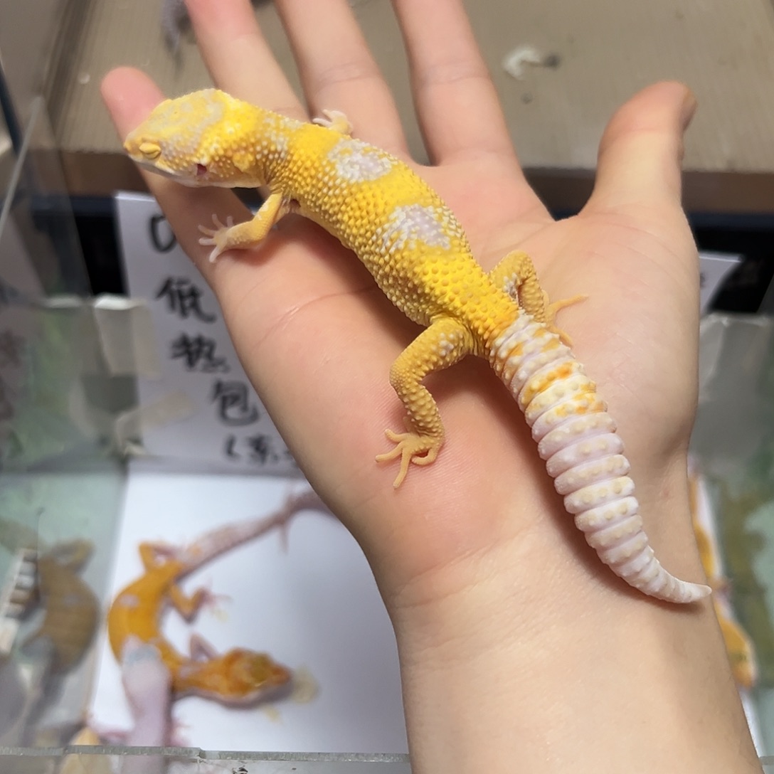 豹纹守宫豹纹守宫