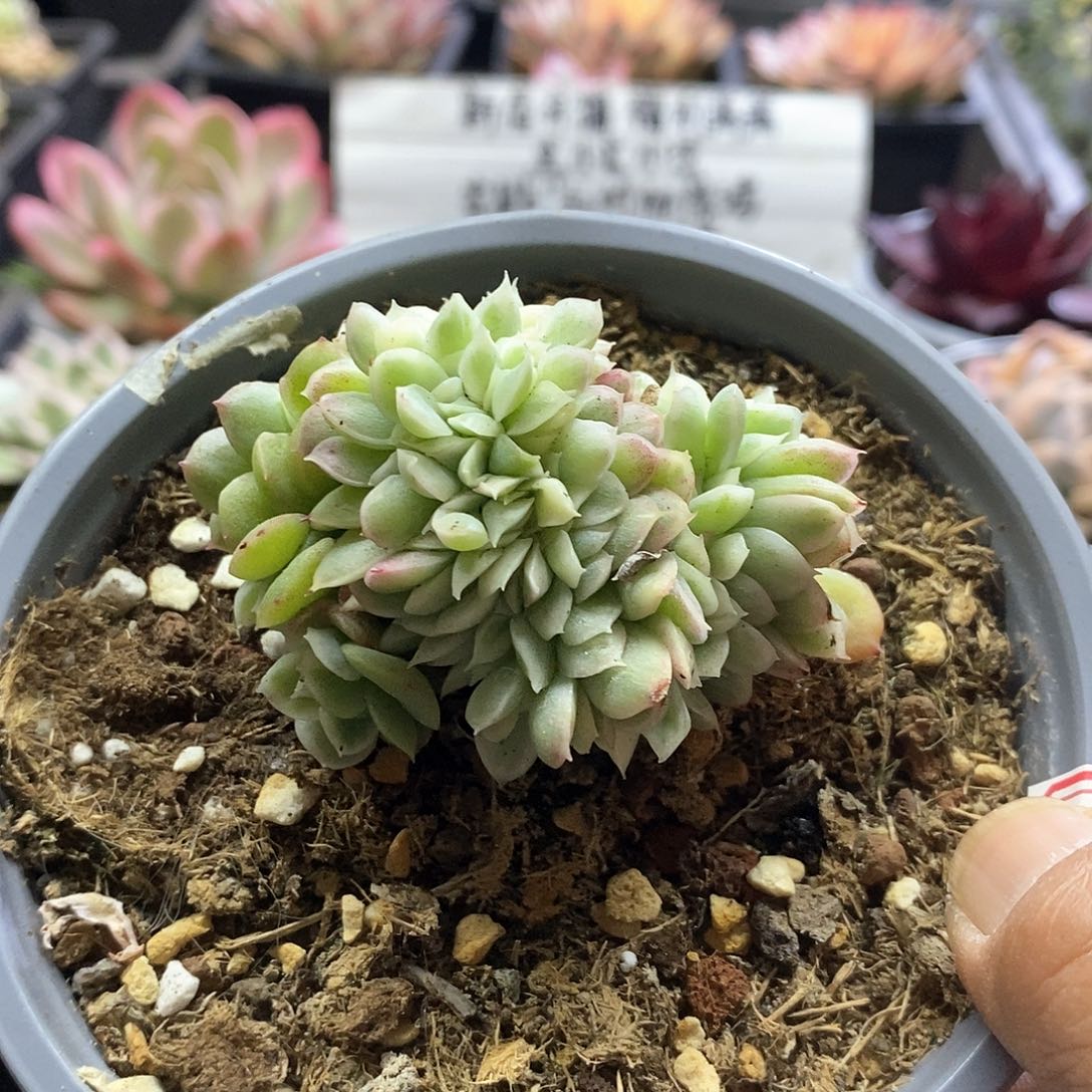 2188玉杯白锦缀多肉