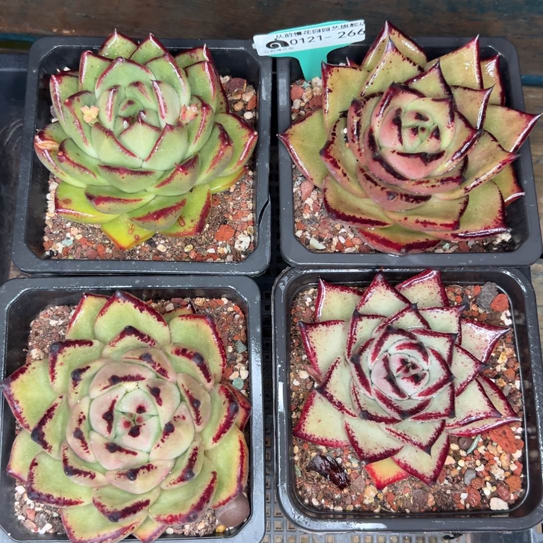 多肉精选编号0121.266