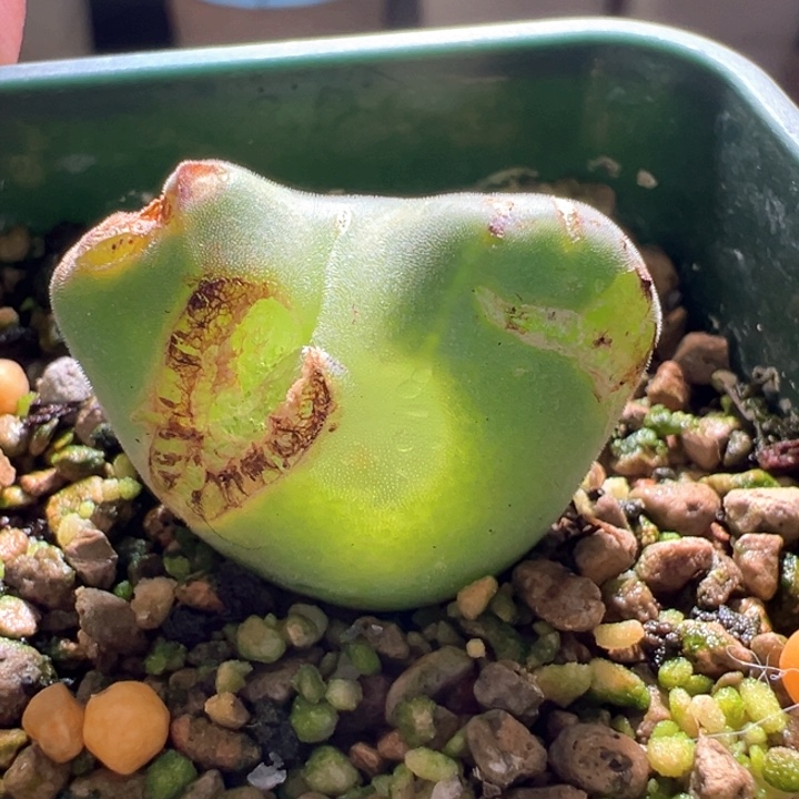 w151。 青蛙3年大眼睛。炸炸开盲盒福利88折后价！爆头贼多