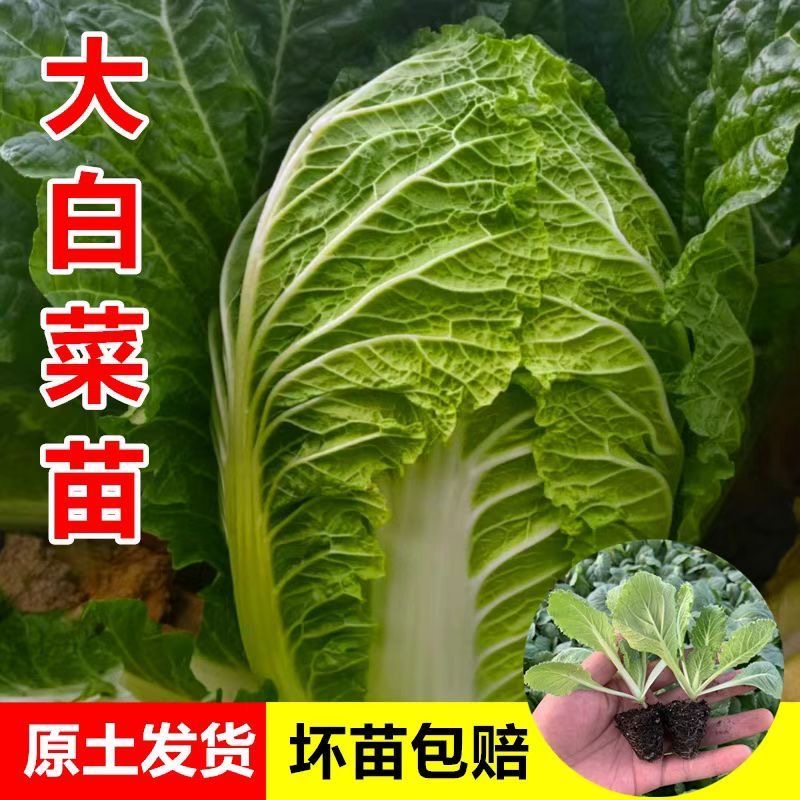 【大白菜苗】黄心大白菜卷芯秋冬种植秋季冬储大白菜高产多叶适合