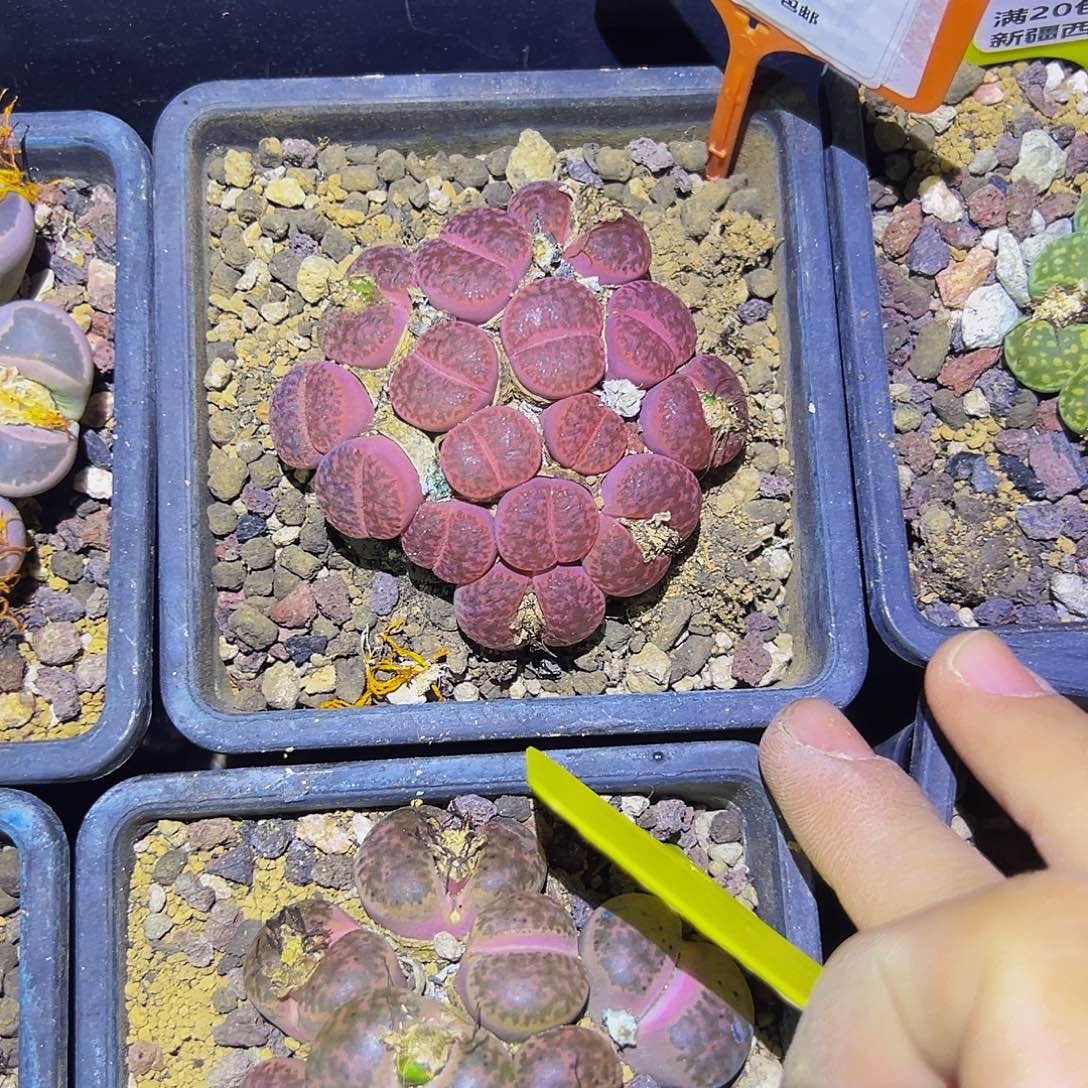 一***币704 一物一拍，默认有伤，介意勿拍，不退不换