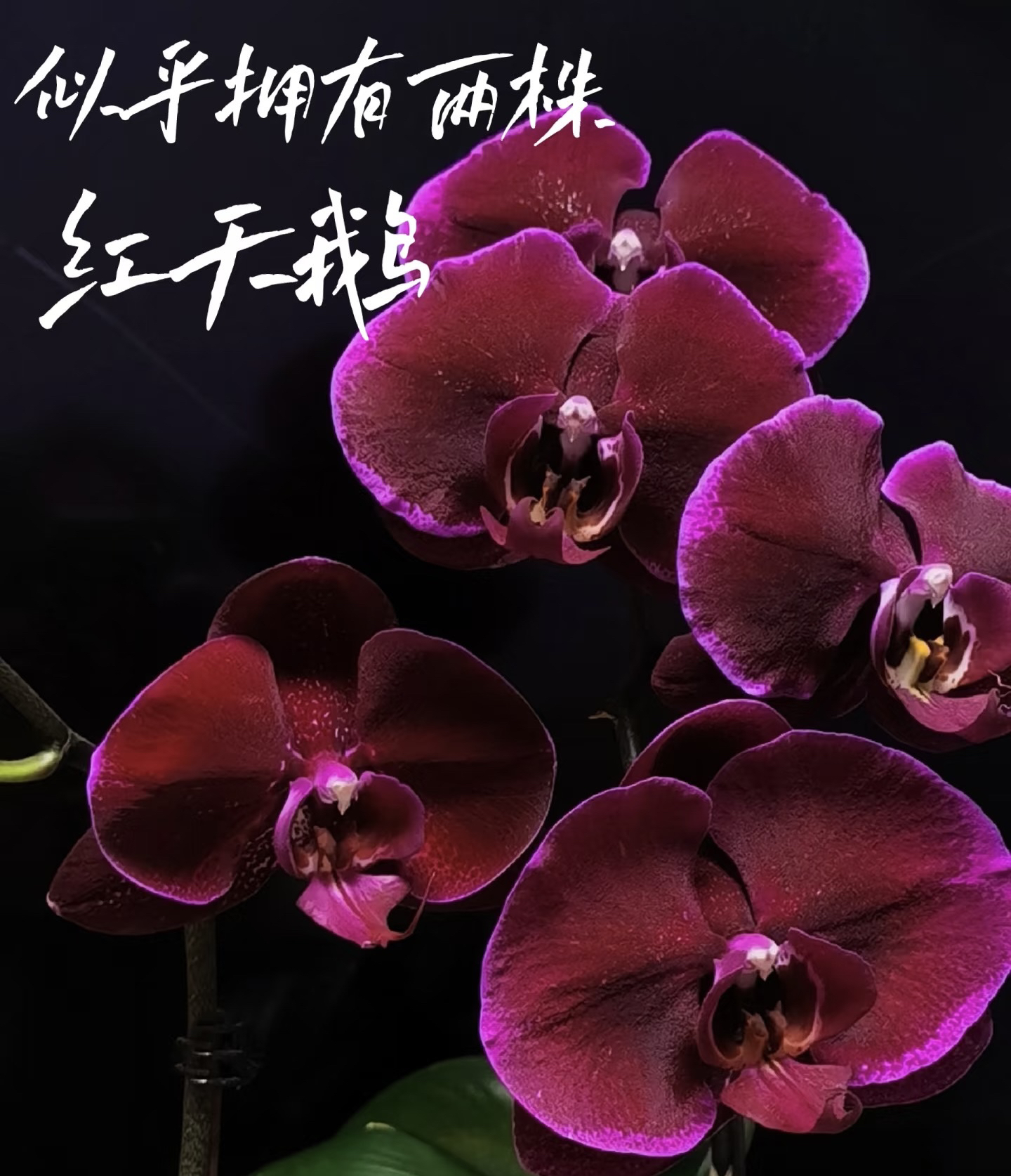 红天鹅蝴蝶兰3.5成熟苗不带花室内盆栽植物花期长基地直发