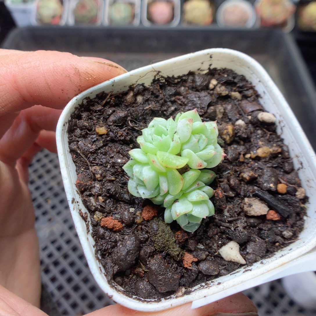 无花朵Q1。纸鸢yyyyy