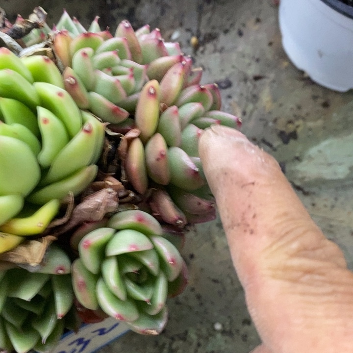 梦*玉一物一拍杂多肉232