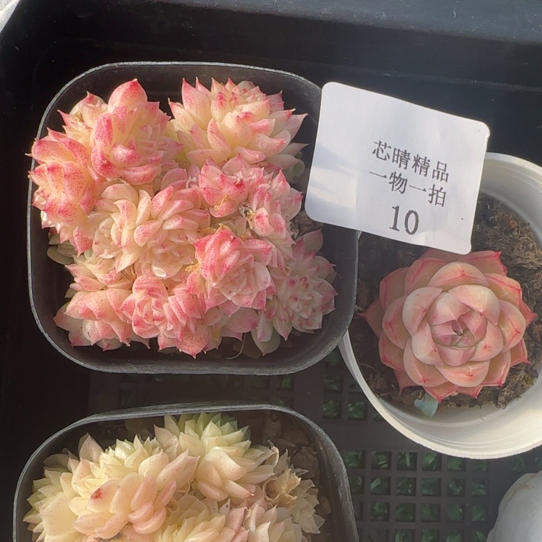 闪购精品多肉10号蝶叶麦秆