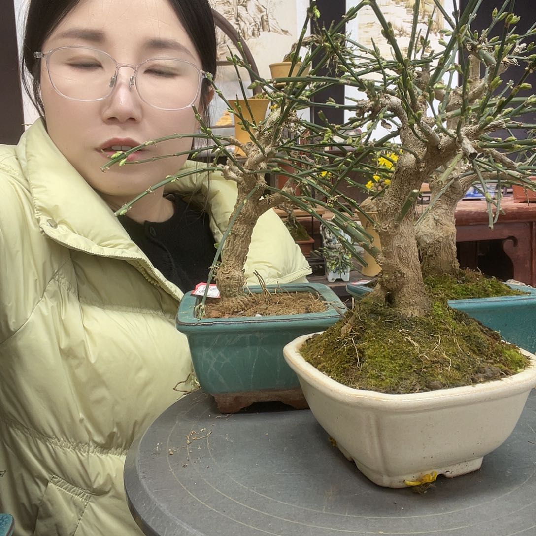 无花朵迎春花开了