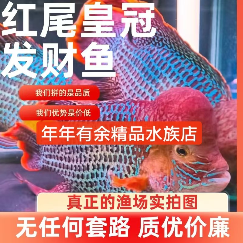 红尾皇冠鱼活体玉面皇冠鱼老寿星鱼蓝面财神中大型热带鱼观赏鱼