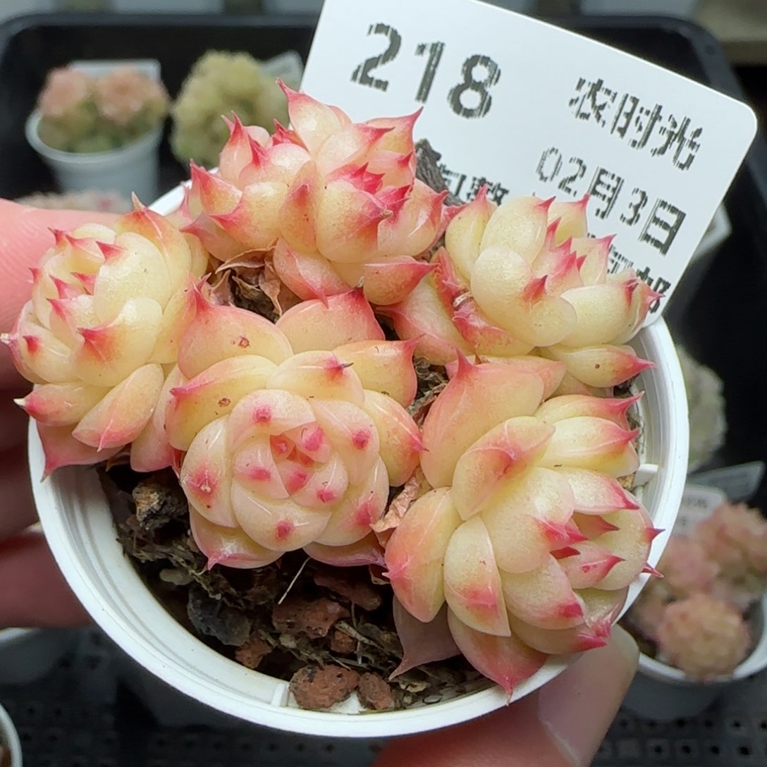 0203-218包子海王