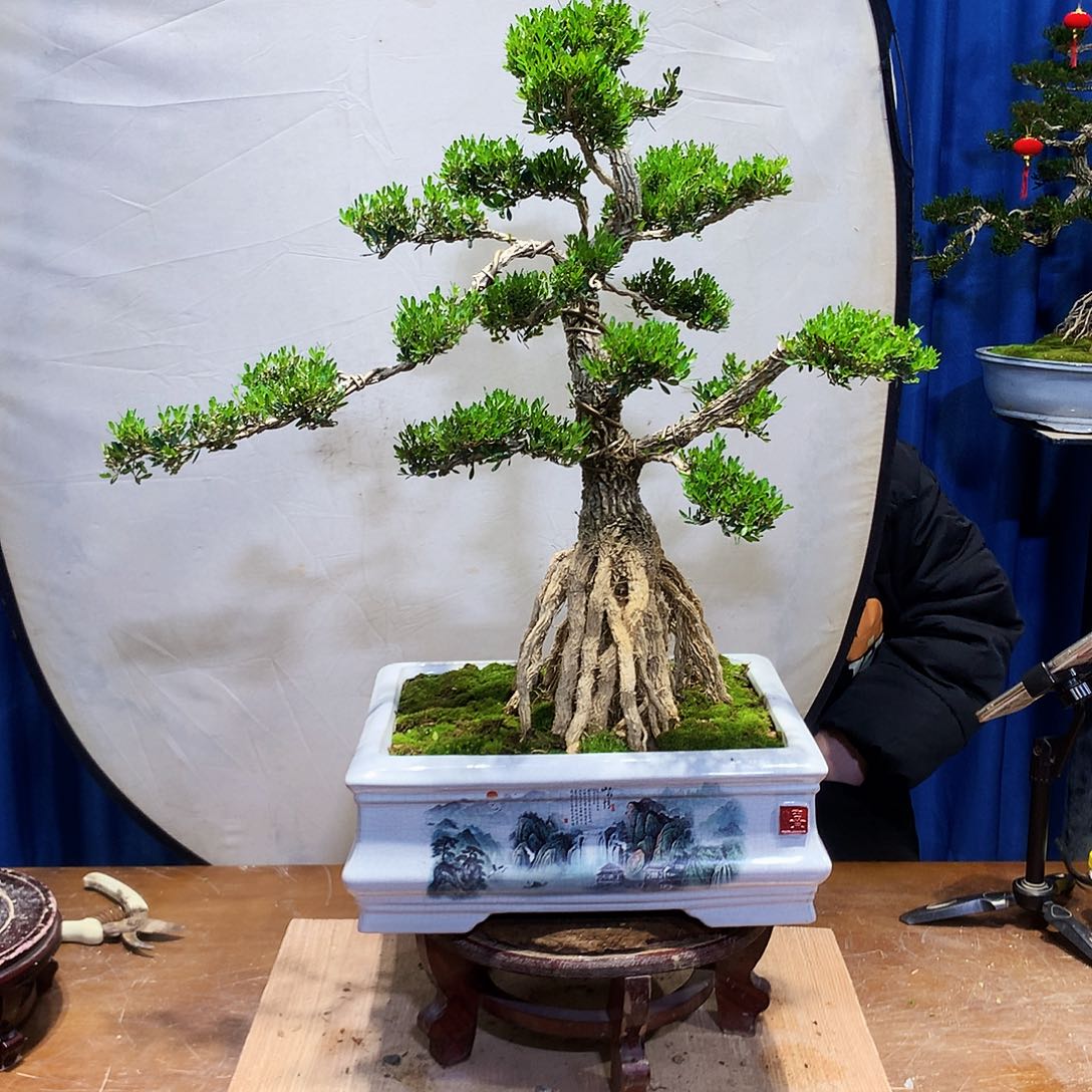 黄杨盆景一物一拍