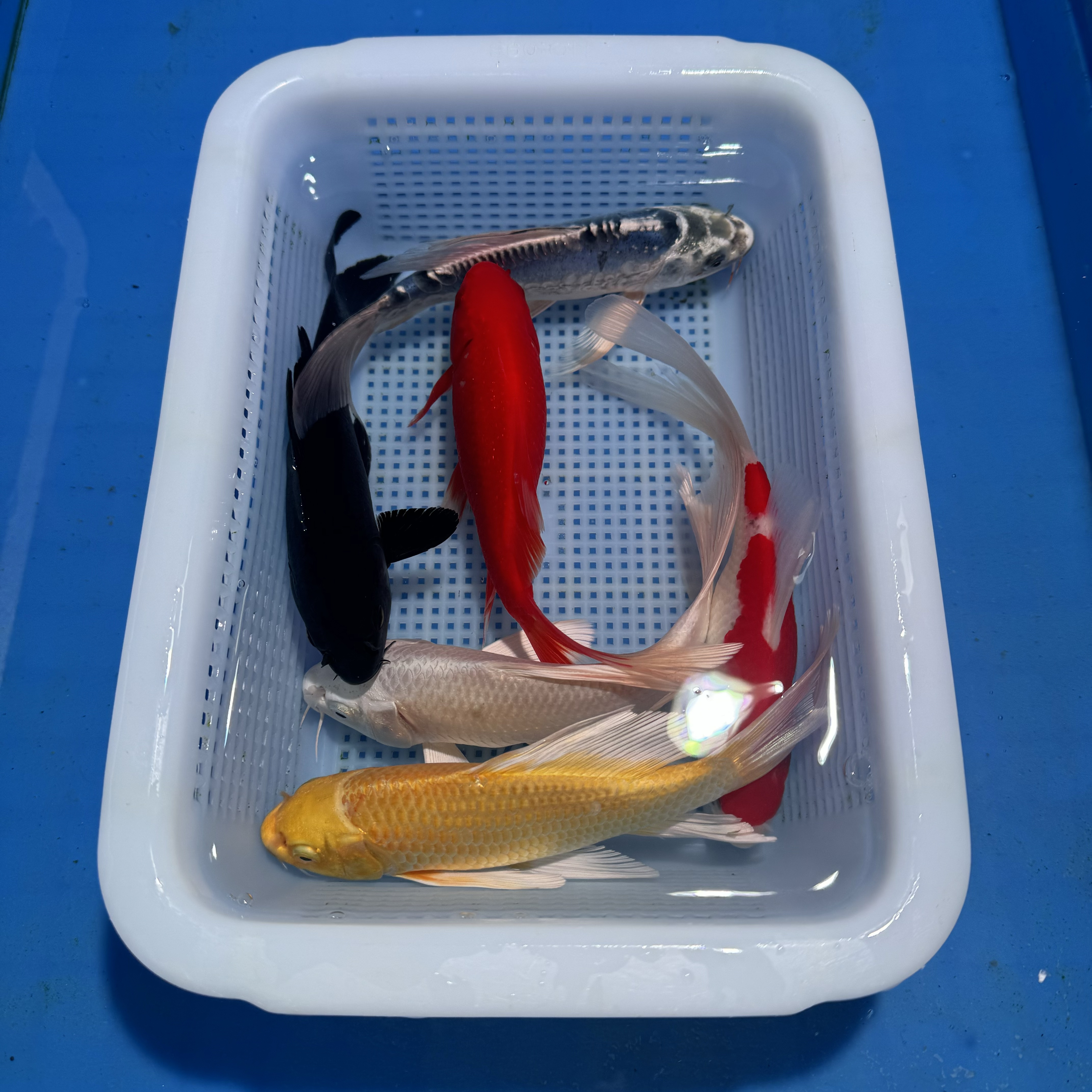 锦鲤草金1红白1红1黑1黄1白1龙（13-15厘米）6条观赏鱼 红鱼是草金