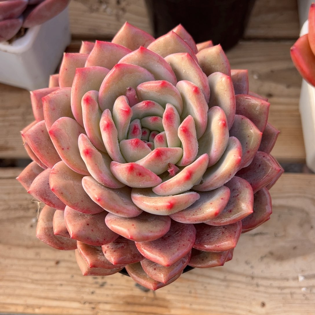 爱丽儿多肉植物单头