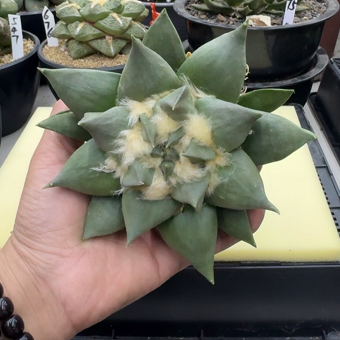 实生岩牡丹仙人球