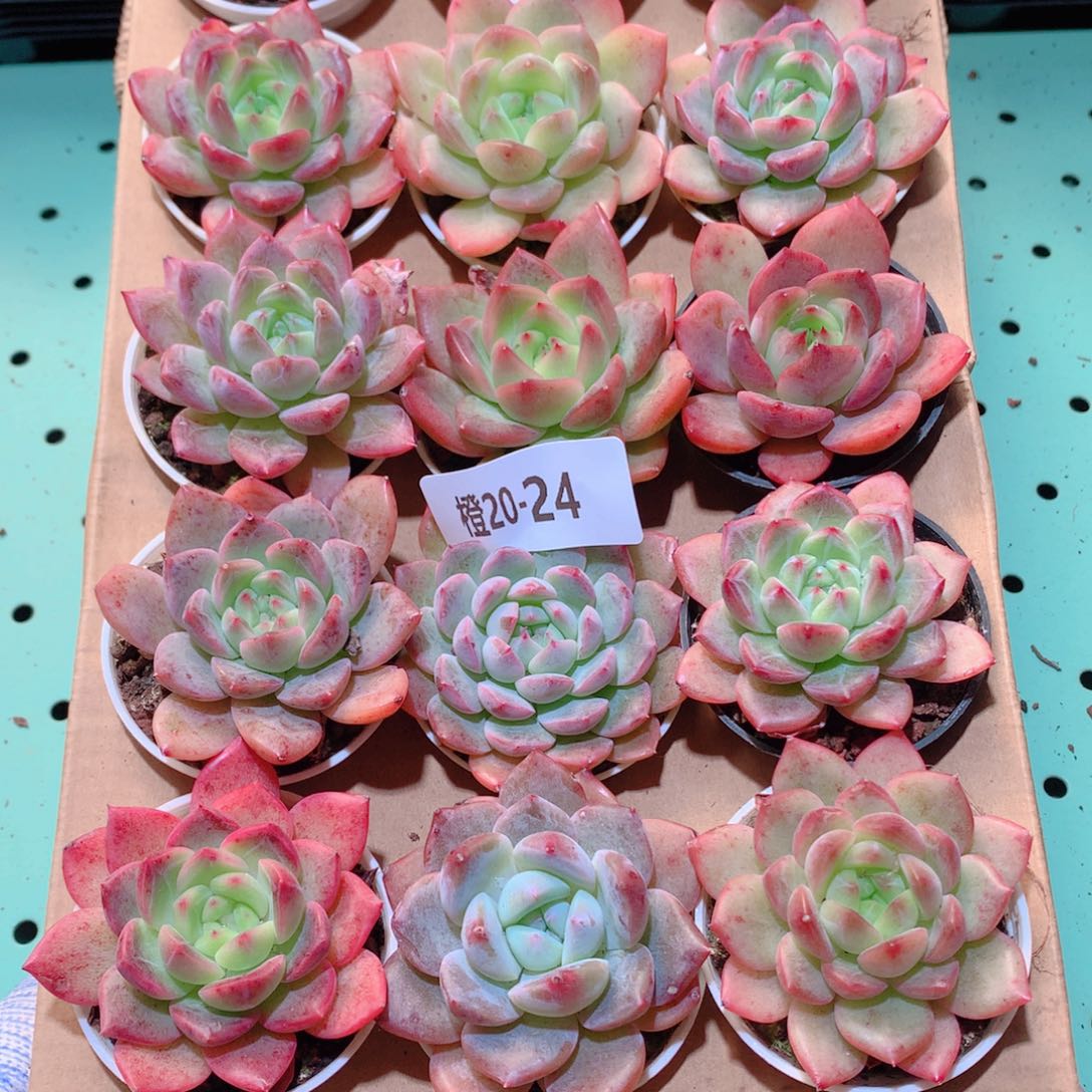 20-24一物一拍多肉带盆18颗