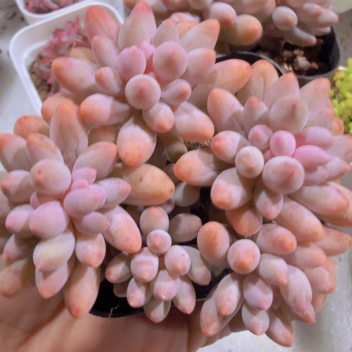 婴儿手指六五盆福利
