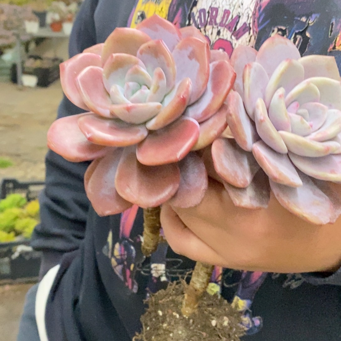 红茶大单头老桩两盆，120杯