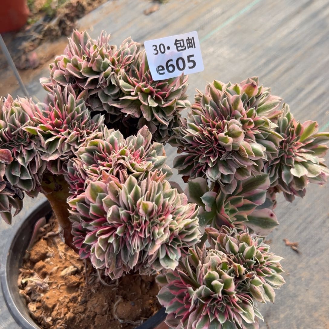 605女缀多肉法师