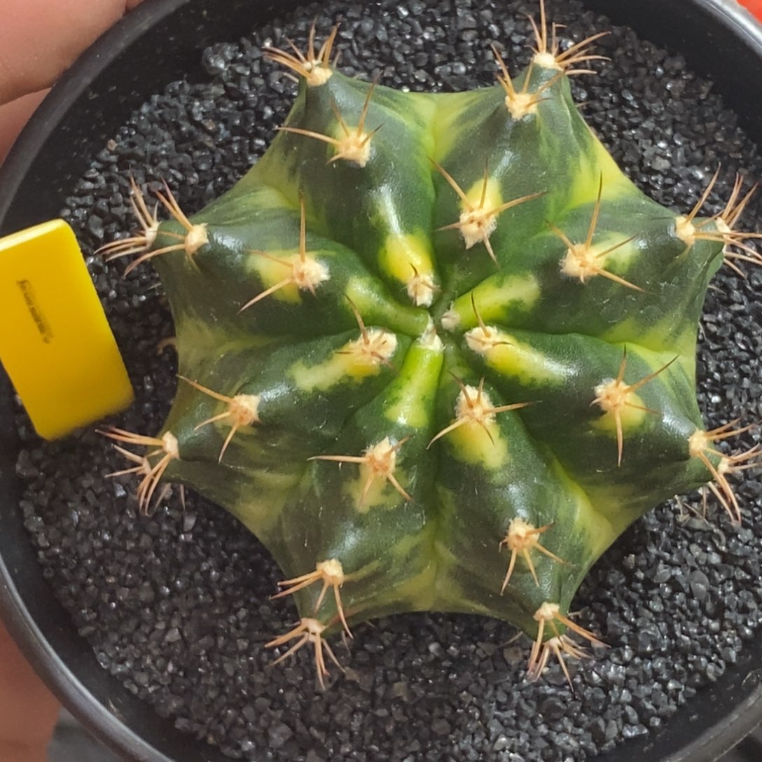 泰系全品米哈—带盆土发货53