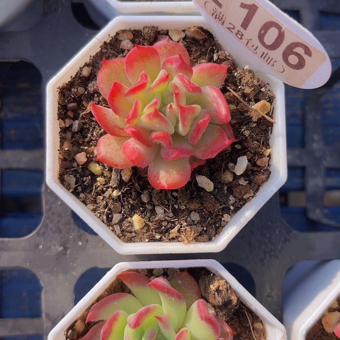 E106一物一拍111111