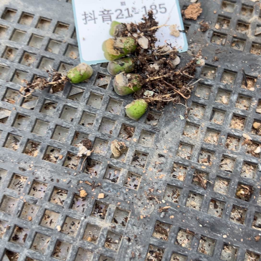 21-185量拍安格尼斯之眼风铃一颗