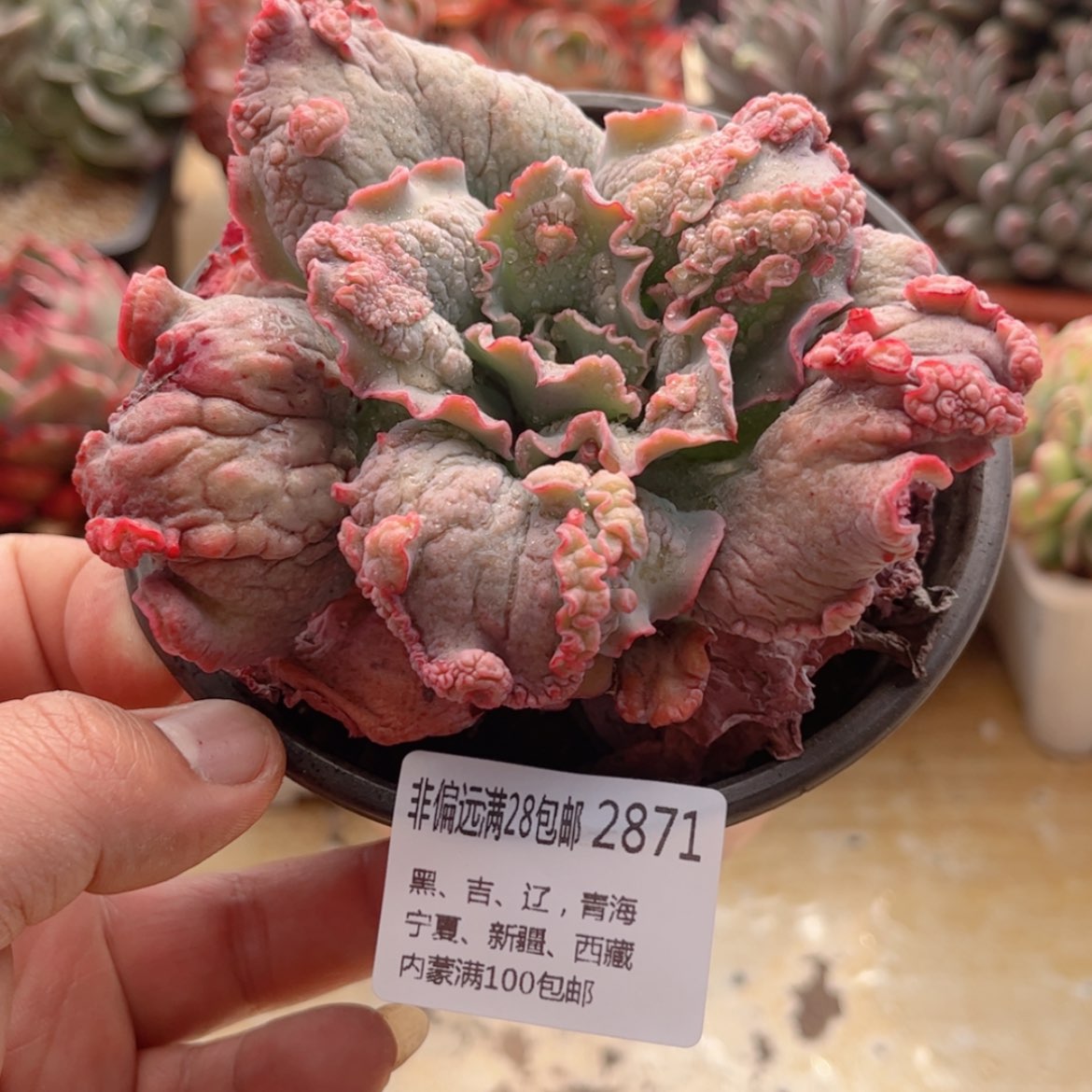 【闪购商品】2871男爵