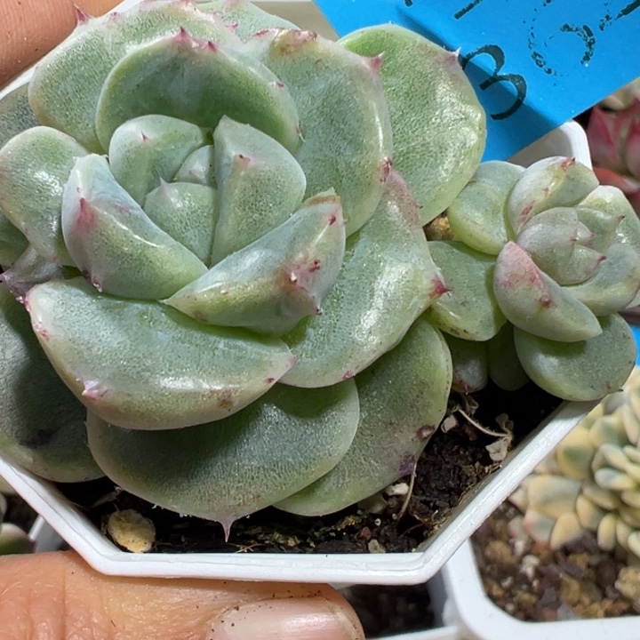 如梦令石化多肉植物864