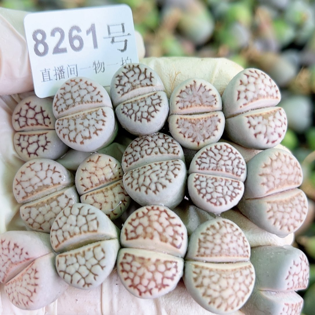 8261 好养易活生石花大母本15个