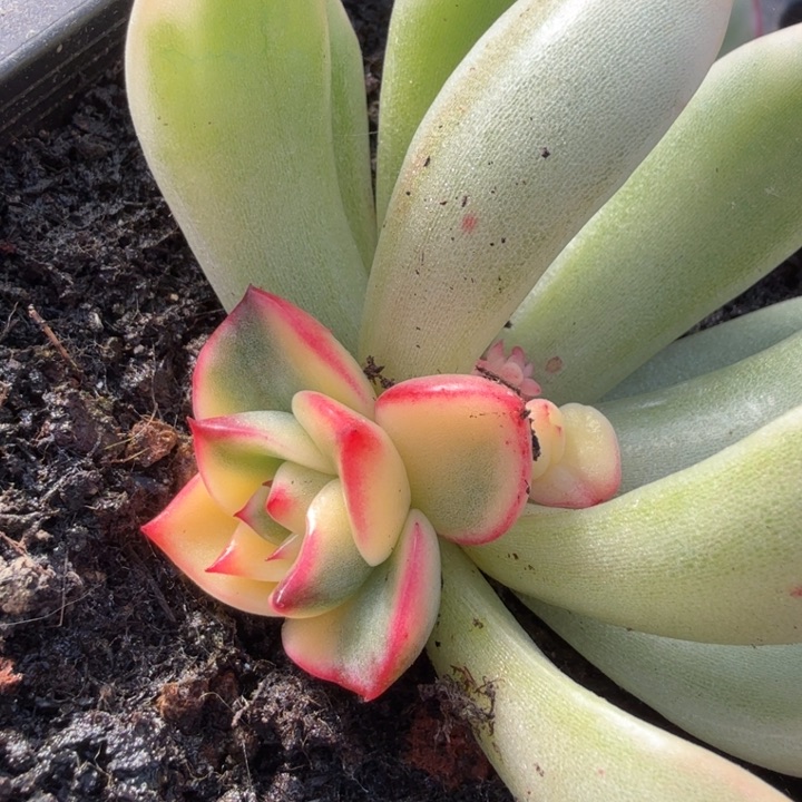 不知名 底座群生腹欧你锦