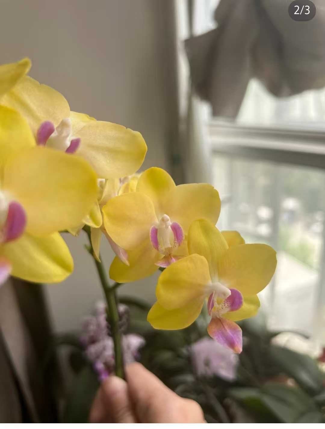 一个剑【小黄花。2.8。杯。瑕疵苗‘不售后】没有开花