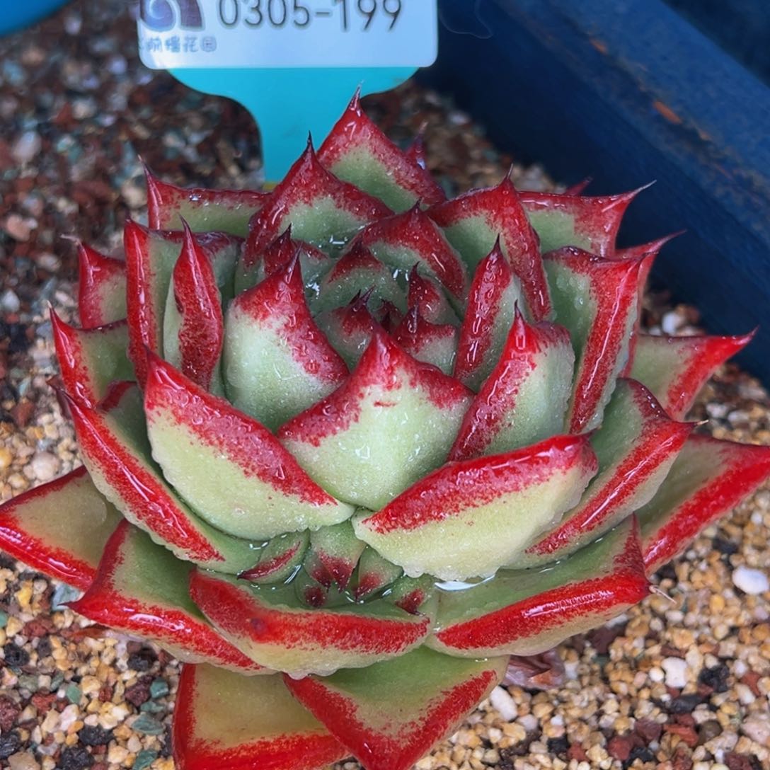 从前慢多肉精选编号0305.199