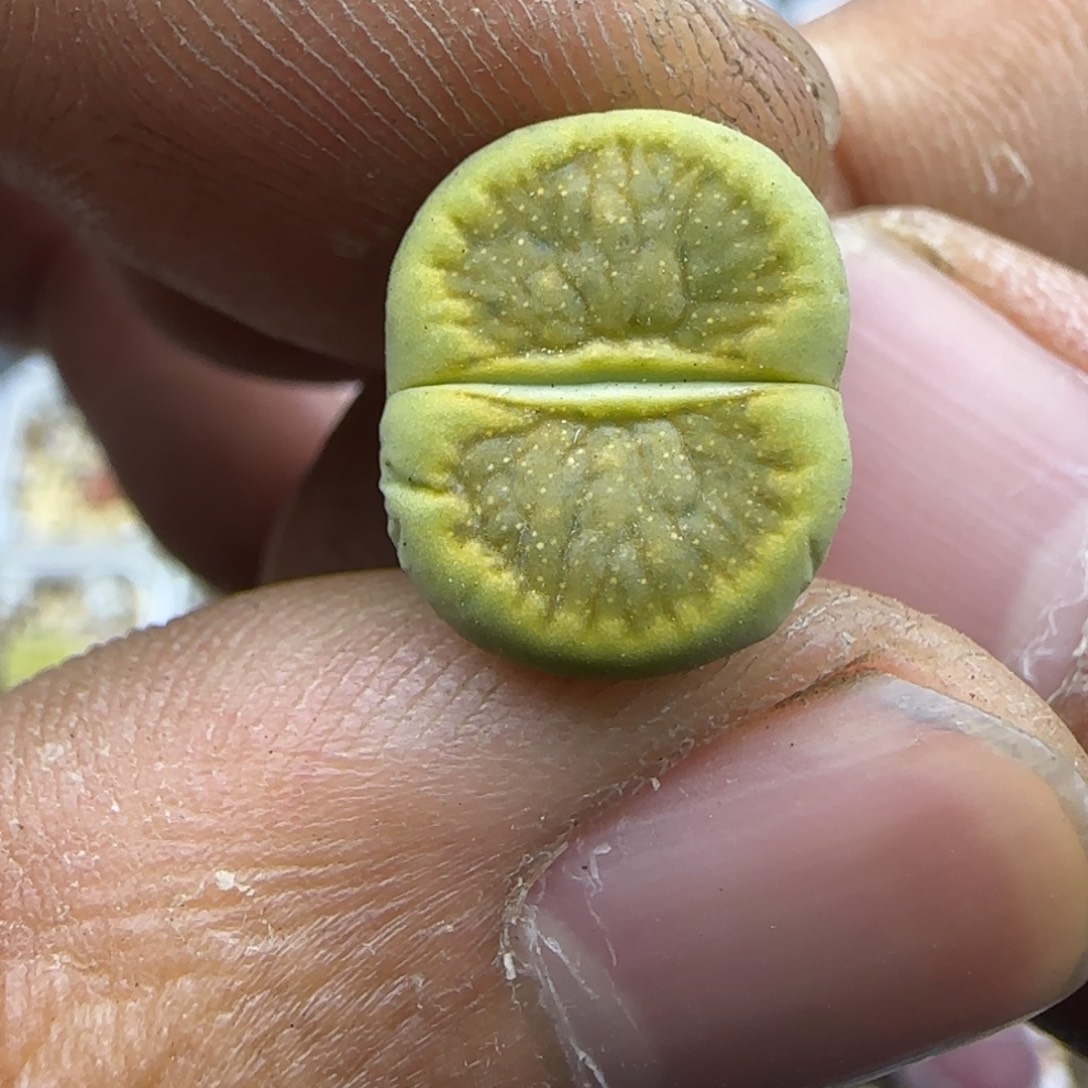 643 生石花大棚直播