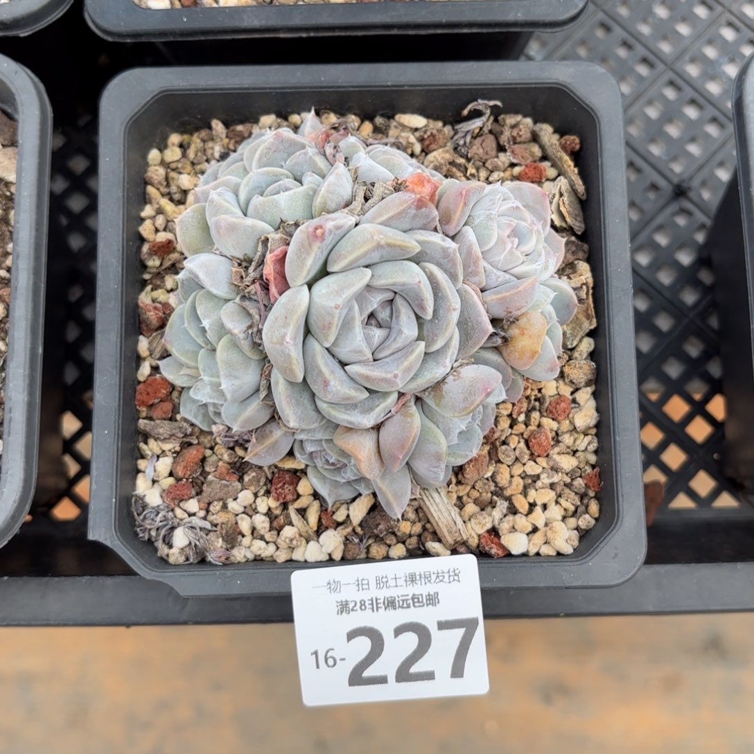 汉堡群多肉多肉多肉