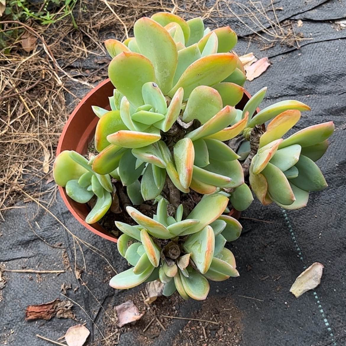 【闪购商品】无花朵欣*