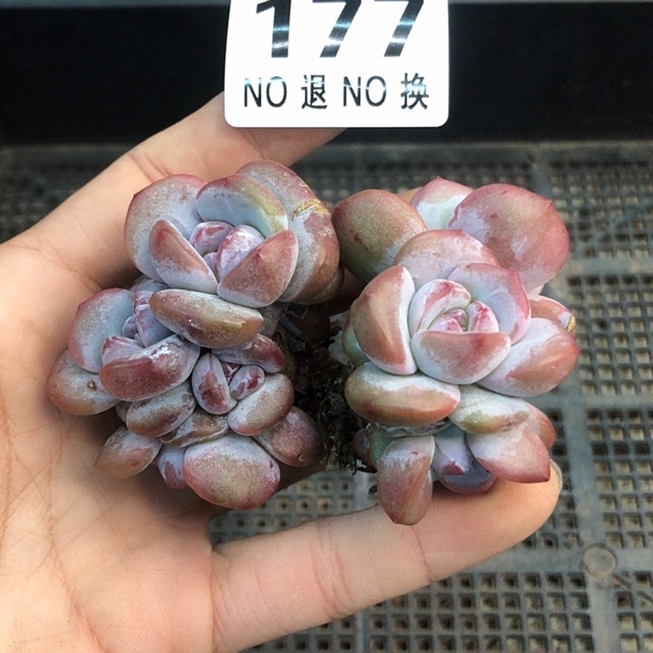 星影石榴籽福利出咯 177