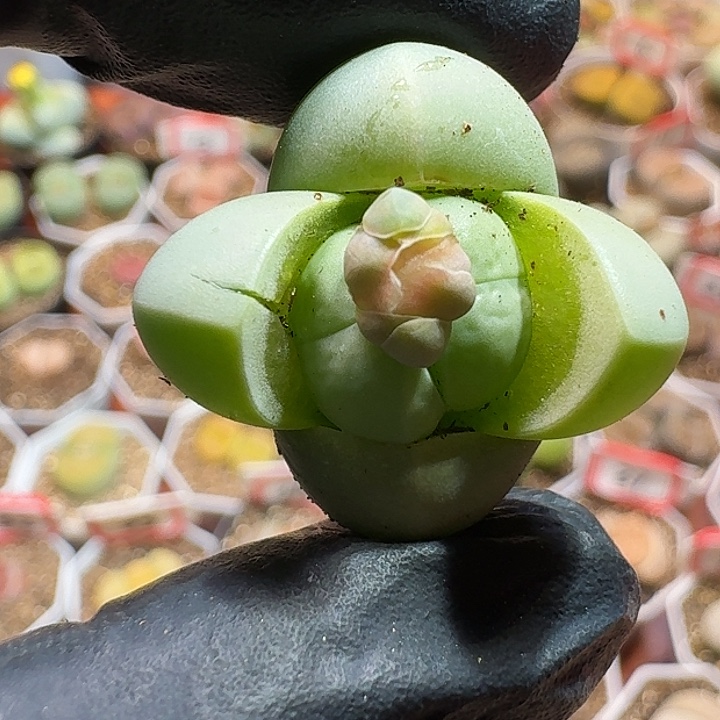 生石花1111111。   227