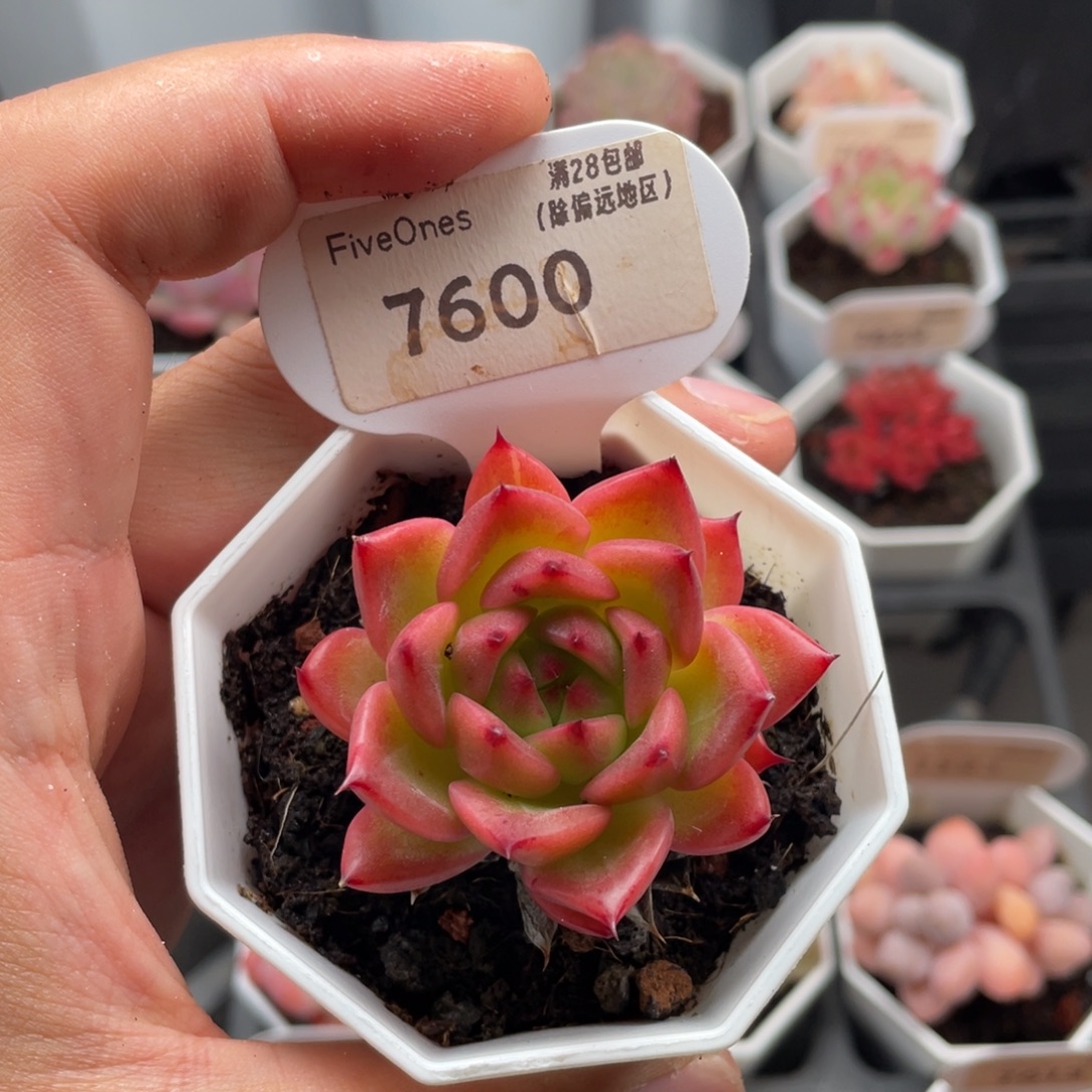 篝火7600-5.0厘米