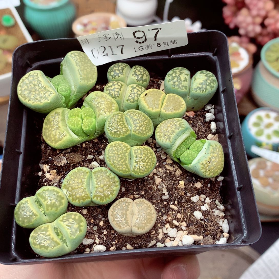 郎哥多肉生石花，17-97